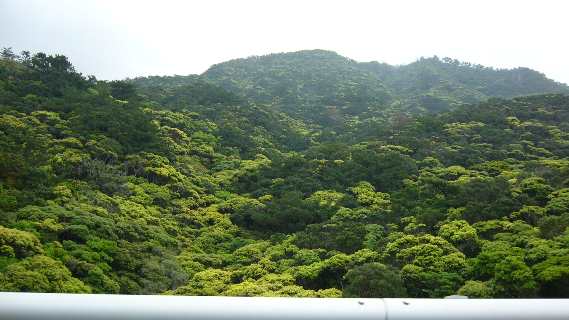 ブロッコリーの森 沖縄ほにや